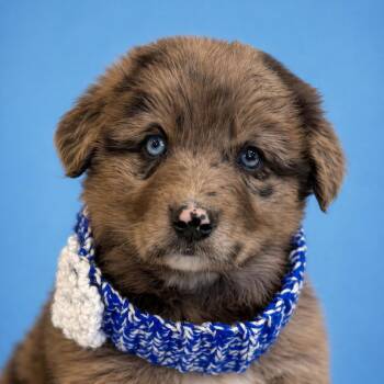 Australian Shepherd and Great Pyrenees Dogs Available for Adoption in Mankato, Minnesota - Brookie | PetCurious