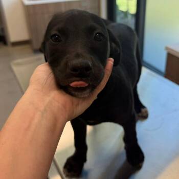 Mixed Breed Dogs Available for Adoption in Sand Springs, Oklahoma - Hendrix | PetCurious