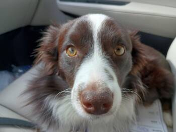 Australian Shepherd Dogs Available for Adoption - Ridge | PetCurious