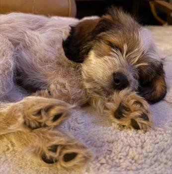 Australian Cattle Dog Blue Heeler Dogs Available for Adoption in Evergreen, Colorado - Candy | PetCurious