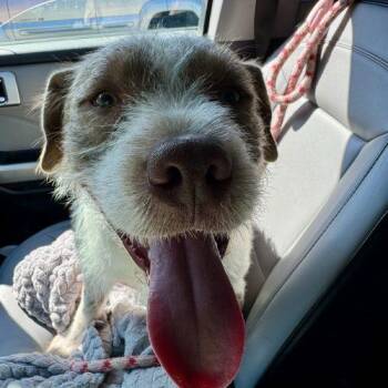 Parson Russell Terrier and Labrador Retriever Dogs Available for Adoption in Sanford, North Carolina - Teddy | PetCurious