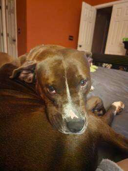 Pit Bull Terrier Dogs Available for Adoption in Youngsville, North Carolina - Winnie | PetCurious