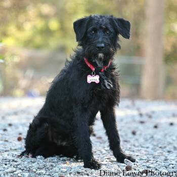 Terrier Dogs Available for Adoption - Wanda | PetCurious