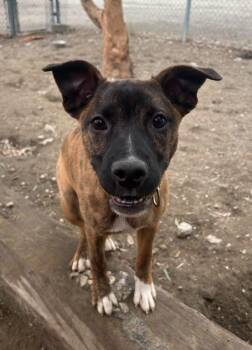 Collie and Pit Bull Terrier Dogs Available for Adoption in Los Angeles, California - Tajin | PetCurious