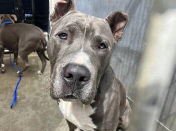 EDUARD -  Pit Bull Terrier Dog for Adoption in Camarillo, California - EDUARD | PetCurious