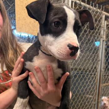 Sherman -  Pit Bull Terrier Dog for Adoption in Brainerd, Minnesota - Sherman | PetCurious