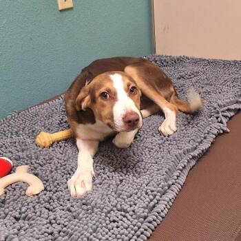 Pretzel -  Mixed Breed Dog for Adoption in Flagstaff, Arizona - Pretzel | PetCurious
