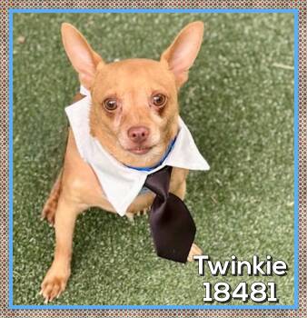 Chihuahua Dogs Available for Adoption in Marietta, Georgia - TWINKIE (also See ROXI & HERSHEY)  | PetCurious