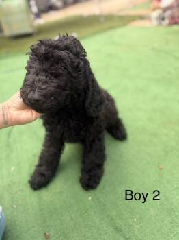 Addie -  Standard Poodle Dog for Adoption in Moreno Valley, California - Addie | PetCurious