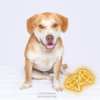 Rescue Hound Dogs for Adoption in East Hampton, New York - Chance | PetCurious