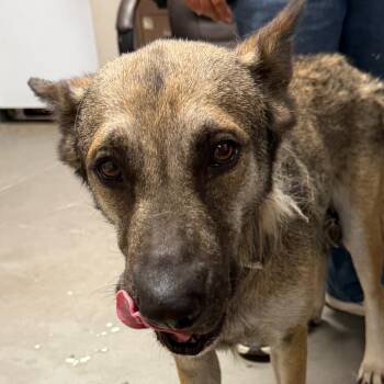 Shepherd and Mixed Breed Dogs Available for Adoption in Yuma, Arizona - Ruby | PetCurious