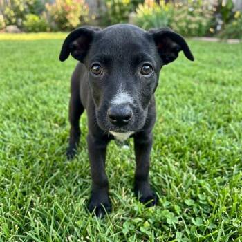 Gravy -  Doberman Pinscher Dog for Adoption in Tulsa, Oklahoma - Gravy | PetCurious
