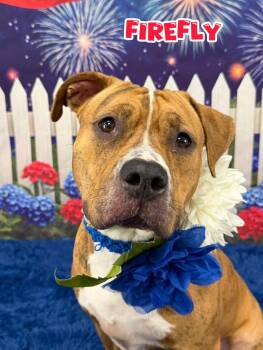 Firefly -  Mixed Breed Dog for Adoption in Flint, Michigan - Firefly | PetCurious