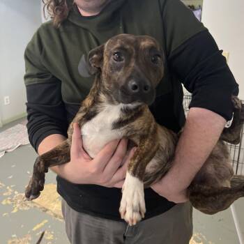Benito -  Pit Bull Terrier and Dachshund Dog for Adoption in Melrose, Florida - Benito | PetCurious