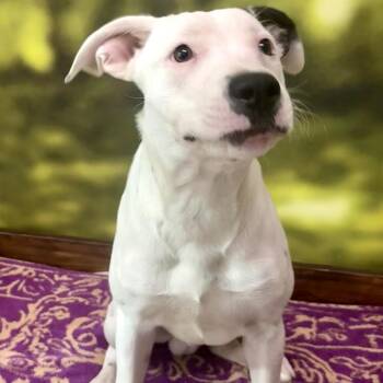 Spot -  Mixed Breed Dog for Adoption in Auburn, New Hampshire - Spot | PetCurious