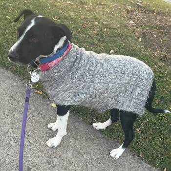 Rescue Mixed Breed Dogs for Adoption in Mississauga, Ontario - Dixi | PetCurious