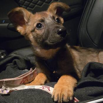 Ginger -  Mixed Breed Dog for Adoption in Sioux Falls, South Dakota - Ginger | PetCurious