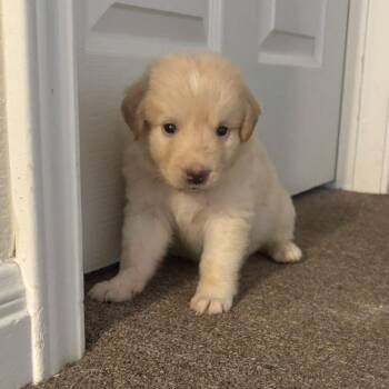 Great Pyrenees Dogs Available for Adoption in Luling, Texas - Goldie | PetCurious