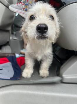 Benji -  Schnauzer Dog for Adoption in Pine Grove, Pennsylvania - Benji | PetCurious