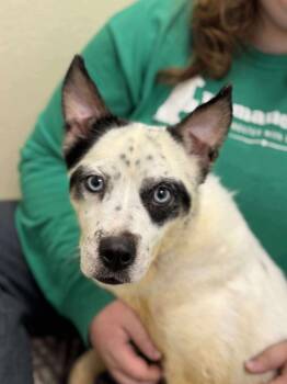 Rescue Australian Cattle Dog Blue Heeler Dogs for Adoption in Liverpool, New York - Vana | PetCurious