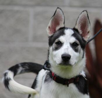 Diva -  Siberian Husky Dog for Adoption in Portage, Wisconsin - Diva | PetCurious