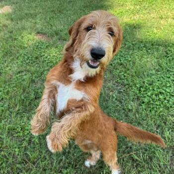 Griffin Toby -  Petit Basset Griffon Vendeen Dog for Adoption in Houston, Texas - Griffin Toby | PetCurious