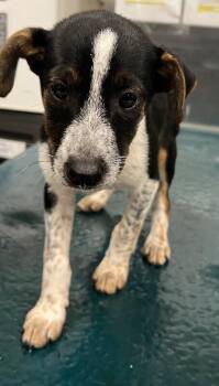 Graham -  Mixed Breed Dog for Adoption in Mobile, Alabama - Graham | PetCurious