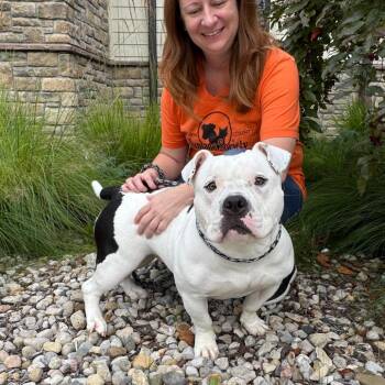 Greta -  Pit Bull Terrier Dog for Adoption in Nashville, Indiana - Greta | PetCurious