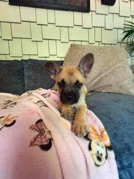 Belle (Liberty Frenchie Littles) -  French Bulldog and German Shepherd Dog Dog for Adoption in Gillsville, Georgia - Belle (Liberty Frenchie Littles) | PetCurious