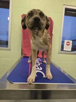 Catahoula Leopard Dog and Mixed Breed Dogs Available for Adoption - Pete | PetCurious