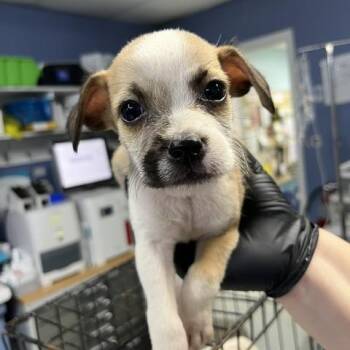 Ricardo -  Terrier Dog for Adoption in Marble, North Carolina - Ricardo | PetCurious