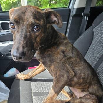 Meeko (Jim) -  Pit Bull Terrier Dog for Adoption in Greensboro, North Carolina - Meeko (Jim) | PetCurious