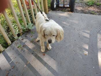 Spaniel Dogs Available for Adoption in Rustburg, Virginia - Edith - At Shelter Available 6/12 | PetCurious