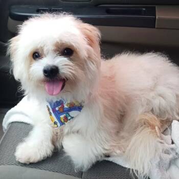 Beau -  Maltese Dog for Adoption in Houston, Texas - Beau | PetCurious