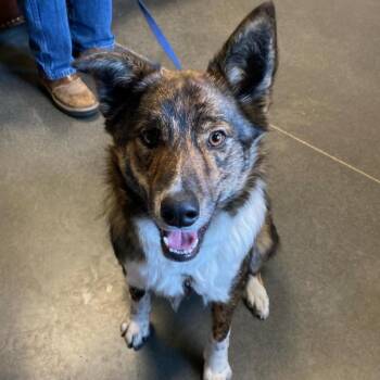 Griff -  Border Collie and Husky Dog for Adoption in Idaho Falls, Idaho - Griff | PetCurious