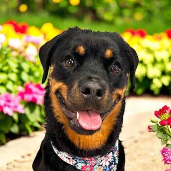 Rescue Rottweiler Dogs for Adoption in Chapel Hill, North Carolina - PEACHES (aka SUMMER) | PetCurious