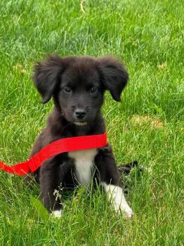 Border Collie Dogs Available for Adoption in Bristol, Wisconsin - Kenny | PetCurious