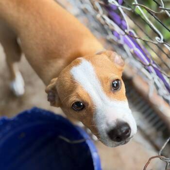 Tazz -  Chihuahua and Mixed Breed Dog for Adoption in Lake Jackson, Texas - Tazz | PetCurious