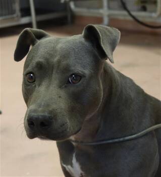 LEX -  Mixed Breed Dog for Adoption in Columbia, South Carolina - LEX | PetCurious