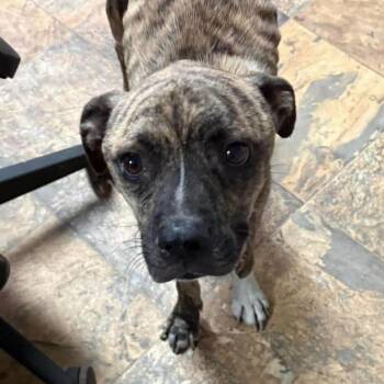 Bae -  Pit Bull Terrier Dog for Adoption in Columbia, South Carolina - Bae | PetCurious