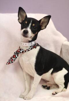 Ryze in NH. Come Meet our Adoptable Dogs Wednesday-Saturday. Mor -  Chihuahua Dog for Adoption in Manchester, New Hampshire - Ryze In NH. Come Meet Our Adoptable Dogs Wednesday-Saturday. Mor | PetCurious