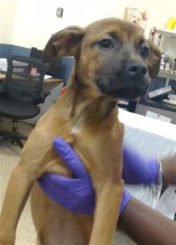 Pit Bull Terrier and Mixed Breed Dogs Available for Adoption - LOOFA | PetCurious