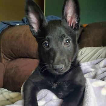 Shepherd Dogs Available for Adoption in Kettering, Ohio - Lilac - Pre Adoption | PetCurious