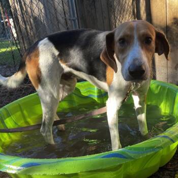 Mixed Breed and Hound Dogs Available for Adoption - Cobweb | PetCurious