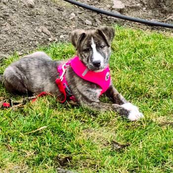 Husky and Labrador Retriever Dogs Available for Adoption - Bobo | PetCurious