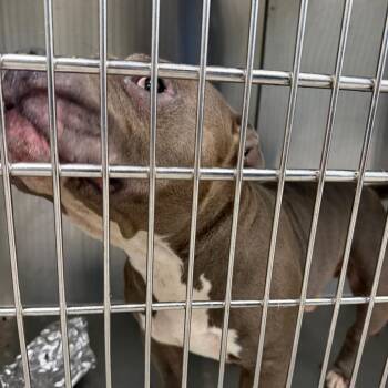 Rhino -  Mixed Breed Dog for Adoption in Greensboro, North Carolina - Rhino | PetCurious