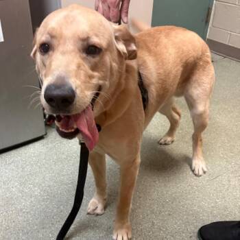 Lunar -  Labrador Retriever Dog for Adoption in Wilmington, Delaware - Lunar | PetCurious