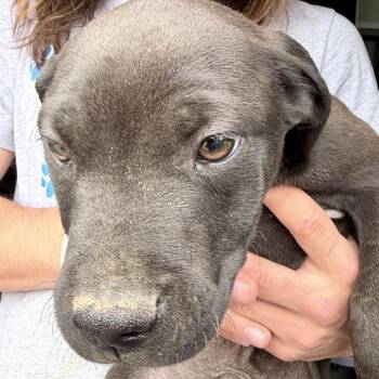Mixed Breed Dogs Available for Adoption in Dekalb, Illinois - Vedder | PetCurious