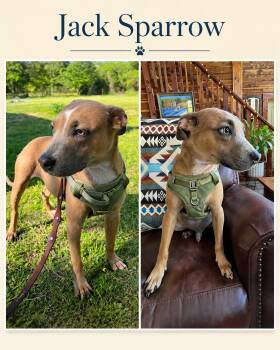 Jack Sparrow -  Pit Bull Terrier Dog for Adoption in Zimmerman, Minnesota - Jack Sparrow | PetCurious