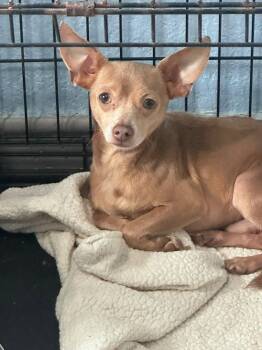 Nacho -  Chihuahua Dog for Adoption in Woodstock, Ontario - Nacho | PetCurious